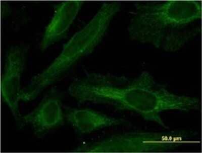 Immunocytochemistry/ Immunofluorescence: PDE4C Antibody (4E5) [H00005143-M02]