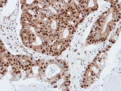 Immunohistochemistry-Paraffin: PDE4C Antibody [NBP1-32341]