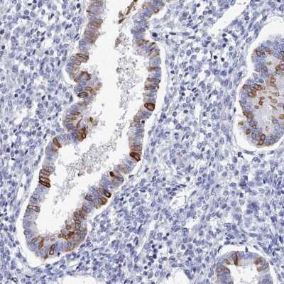 Immunohistochemistry-Paraffin: PDE4C Antibody [NBP2-33543]