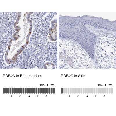 Immunohistochemistry-Paraffin: PDE4C Antibody [NBP2-33543]