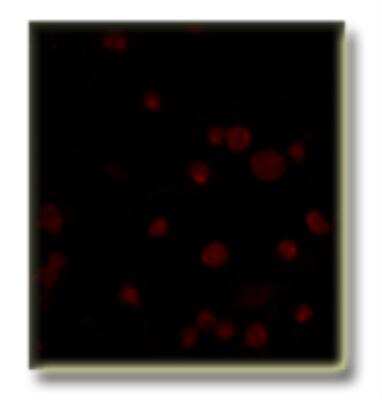 Immunocytochemistry/ Immunofluorescence: PDE5A Antibody [NB300-655]