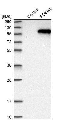 Western Blot: PDE6A Antibody [NBP1-87312]