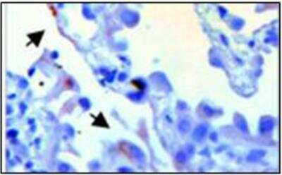 Immunohistochemistry-Paraffin: PDE6C Antibody [NBP3-12245]