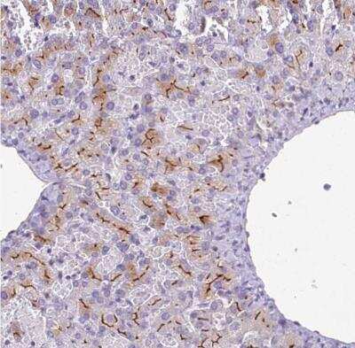 Immunohistochemistry-Paraffin: PDE6D Antibody [NBP2-38346]