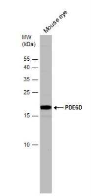 Western Blot: PDE6D Antibody [NBP1-32730]