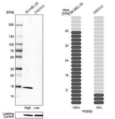 Western Blot: PDE6D Antibody [NBP2-38346]