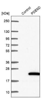 Western Blot: PDE6D Antibody [NBP2-38346]