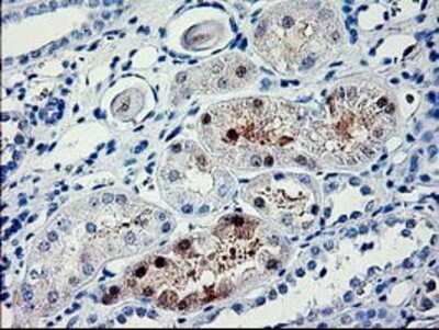 Immunohistochemistry: PDE6G Antibody (OTI2F5) - Azide and BSA Free [NBP2-73298]