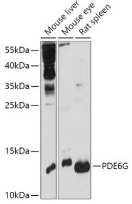 Western Blot: PDE6G AntibodyAzide and BSA Free [NBP2-93029]