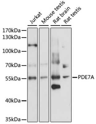 Western Blot: PDE7A AntibodyAzide and BSA Free [NBP2-95163]