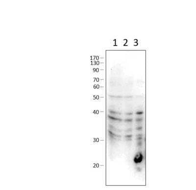 Western Blot: PDE7A Antibody [NBP3-12408]