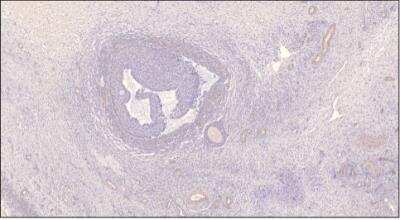 Immunohistochemistry-Paraffin: PDE7B Antibody [NBP3-12246]