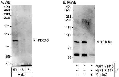 Immunoprecipitation: PDE8B Antibody [NBP1-71817]