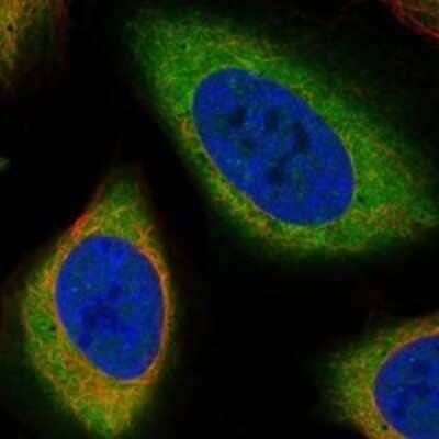 Immunocytochemistry/ Immunofluorescence: PDE9A Antibody [NBP3-17199]