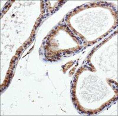 Immunohistochemistry: PDE9A Antibody - BSA Free [NBP1-00641]