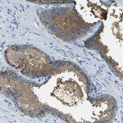 Immunohistochemistry-Paraffin: PDE9A Antibody [NBP1-86478]