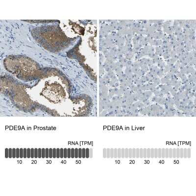 Immunohistochemistry-Paraffin: PDE9A Antibody [NBP1-86478]