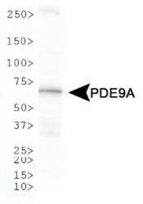 Western Blot: PDE9A AntibodyBSA Free [NBP1-00641]