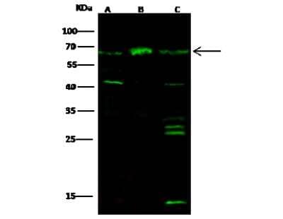 Western Blot: PDE9A Antibody [NBP2-99870]