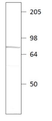 Western Blot: PDE9A Antibody [NBP3-12248]