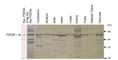 Western Blot: PDE9A Antibody [NBP3-12248]