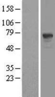 Western Blot: PDE9A Overexpression Lysate [NBL1-14233]