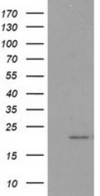 Western Blot: PDF Antibody (OTI3F3) [NBP2-00814]