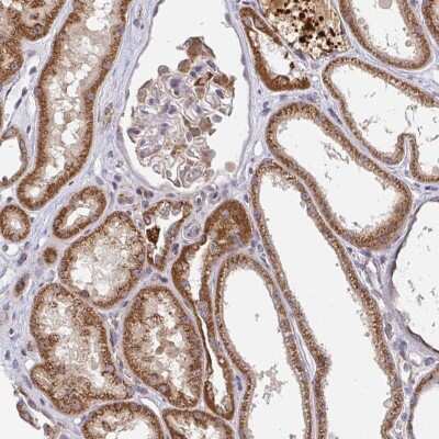 Immunohistochemistry: PDF Antibody [NBP2-38993]