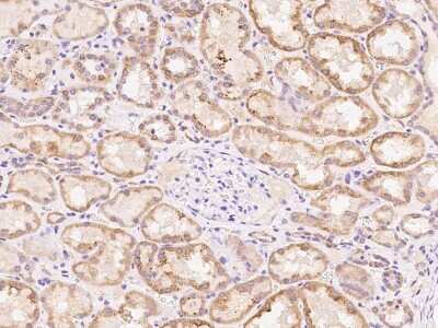 Immunohistochemistry-Paraffin: PDF Antibody [NBP2-98168]