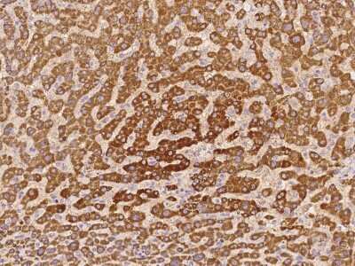 Immunohistochemistry-Paraffin: PDF Antibody [NBP2-98168]