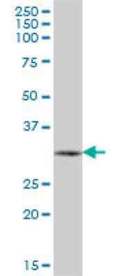 Western Blot: PDF Antibody [H00064146-B01P]