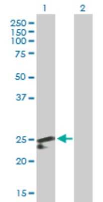 Western Blot: PDF Antibody [H00064146-B01P]