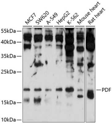 Western Blot: PDF AntibodyAzide and BSA Free [NBP2-93533]