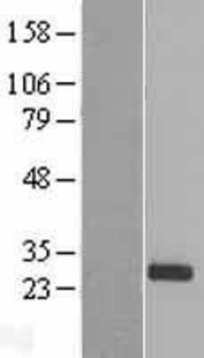 Western Blot: PDF Overexpression Lysate [NBL1-14234]