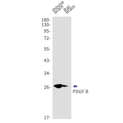 Western Blot: PDGF-B Antibody (S06-7H6) [NBP3-19733]