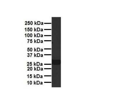 Western Blot: PDGF-B Antibody [NBP1-58279]