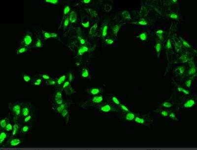 Immunocytochemistry/ Immunofluorescence: PDGF-C Antibody (004) [NBP2-89373]