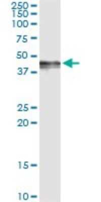 Immunoprecipitation: PDGF-D/SCDGFB Antibody (4H2) [H00080310-M09]