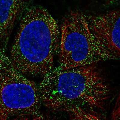 Immunocytochemistry/ Immunofluorescence: PDGF-D/SCDGFB Antibody [NBP2-55053]