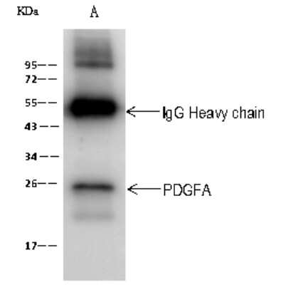 Immunoprecipitation: PDGFA Antibody [NBP2-99113]
