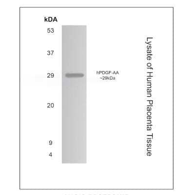 Western Blot: PDGFA Antibody (MM0013-6D35)Azide and BSA Free [NB110-60979]