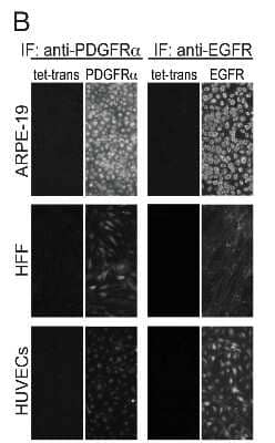 Immunocytochemistry/ Immunofluorescence: PDGFR alpha Antibody (16A1) - BSA Free [NBP1-44581]