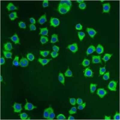 Immunocytochemistry/ Immunofluorescence: Protein Disulfide Isomerase/P4HB Antibody (RL77) [NB600-1164]