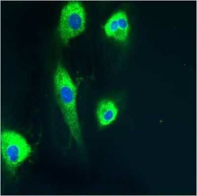 Immunocytochemistry/ Immunofluorescence: Protein Disulfide Isomerase/P4HB Antibody (RL77) [NB600-1164]