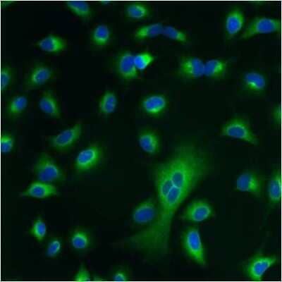 Immunocytochemistry/ Immunofluorescence: Protein Disulfide Isomerase/P4HB Antibody (RL77) [NB600-1164]
