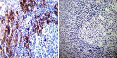 Immunohistochemistry-Paraffin: Protein Disulfide Isomerase/P4HB Antibody (RL77) [NB600-1164]