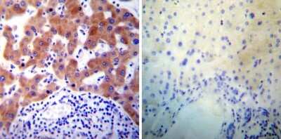 Immunohistochemistry-Paraffin: Protein Disulfide Isomerase/P4HB Antibody (RL77) [NB600-1164]