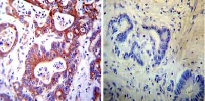 Immunohistochemistry-Paraffin: Protein Disulfide Isomerase/P4HB Antibody (RL77) [NB600-1164]