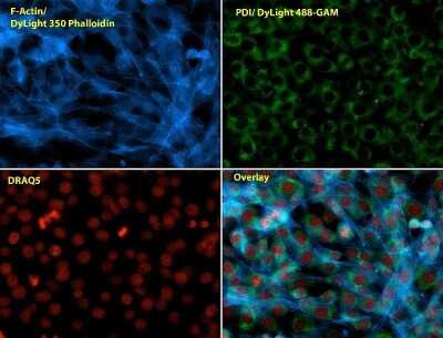 Immunocytochemistry/ Immunofluorescence: Protein Disulfide Isomerase/P4HB Antibody (RL90) [NB300-517]