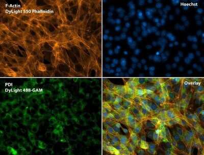 Immunocytochemistry/ Immunofluorescence: Protein Disulfide Isomerase/P4HB Antibody (RL90) [NB300-517]